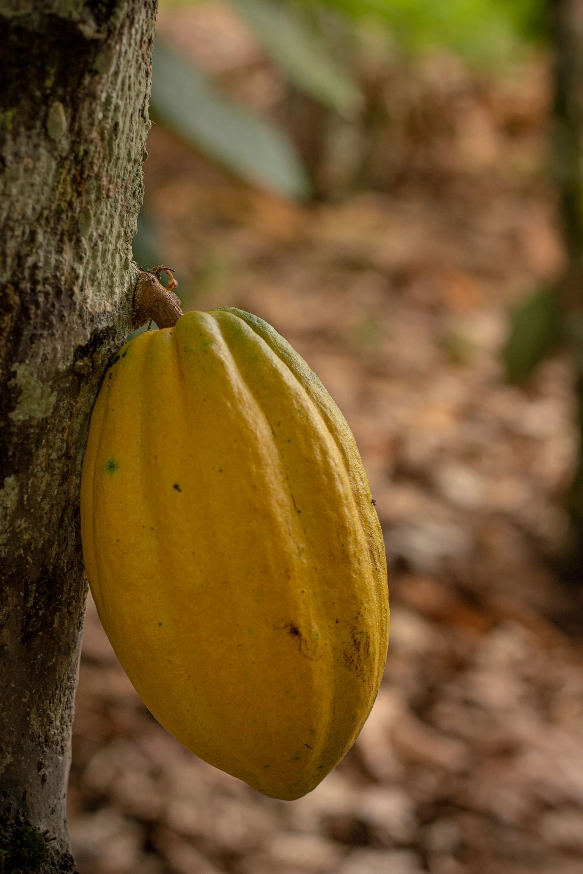 Mazorca de cacao en el árbol