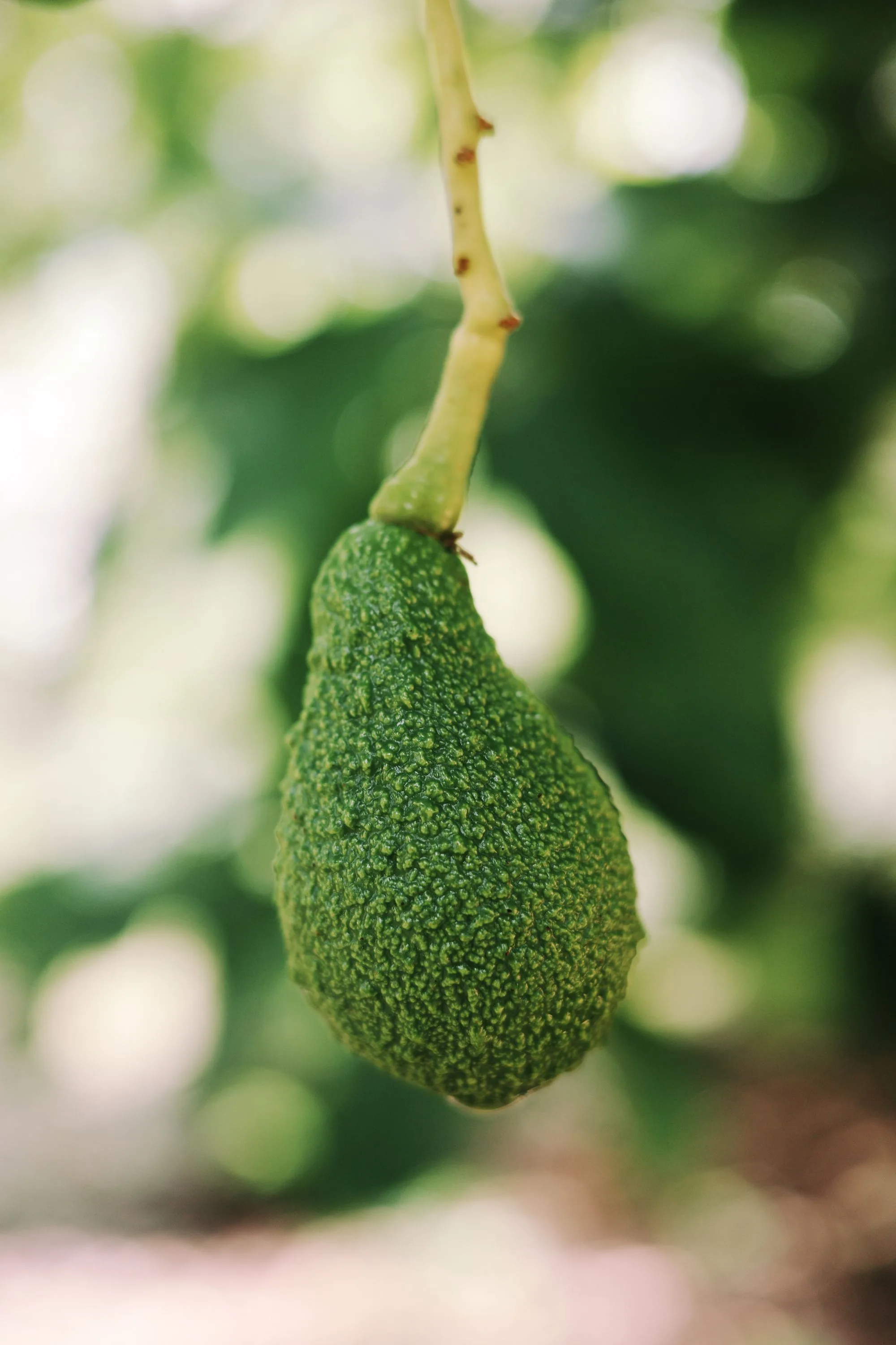 Aguacate creciendo en una rama