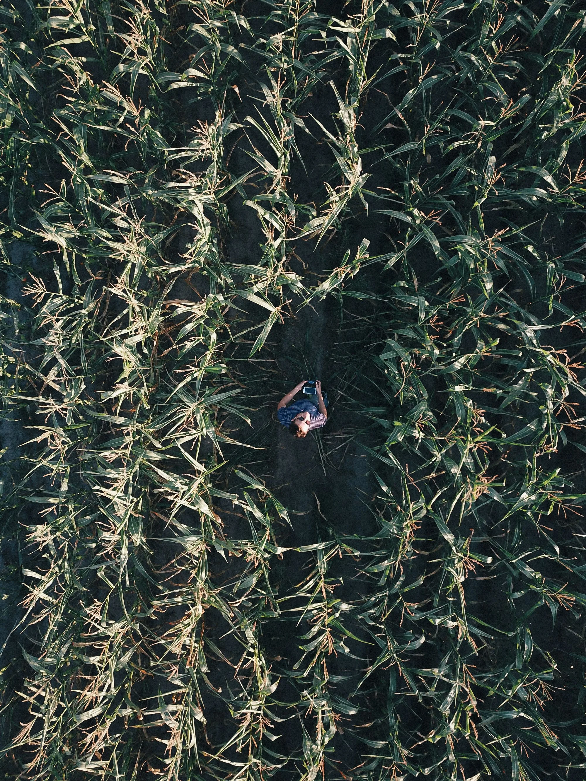 Persona operando un dron sobre un terreno agrícola