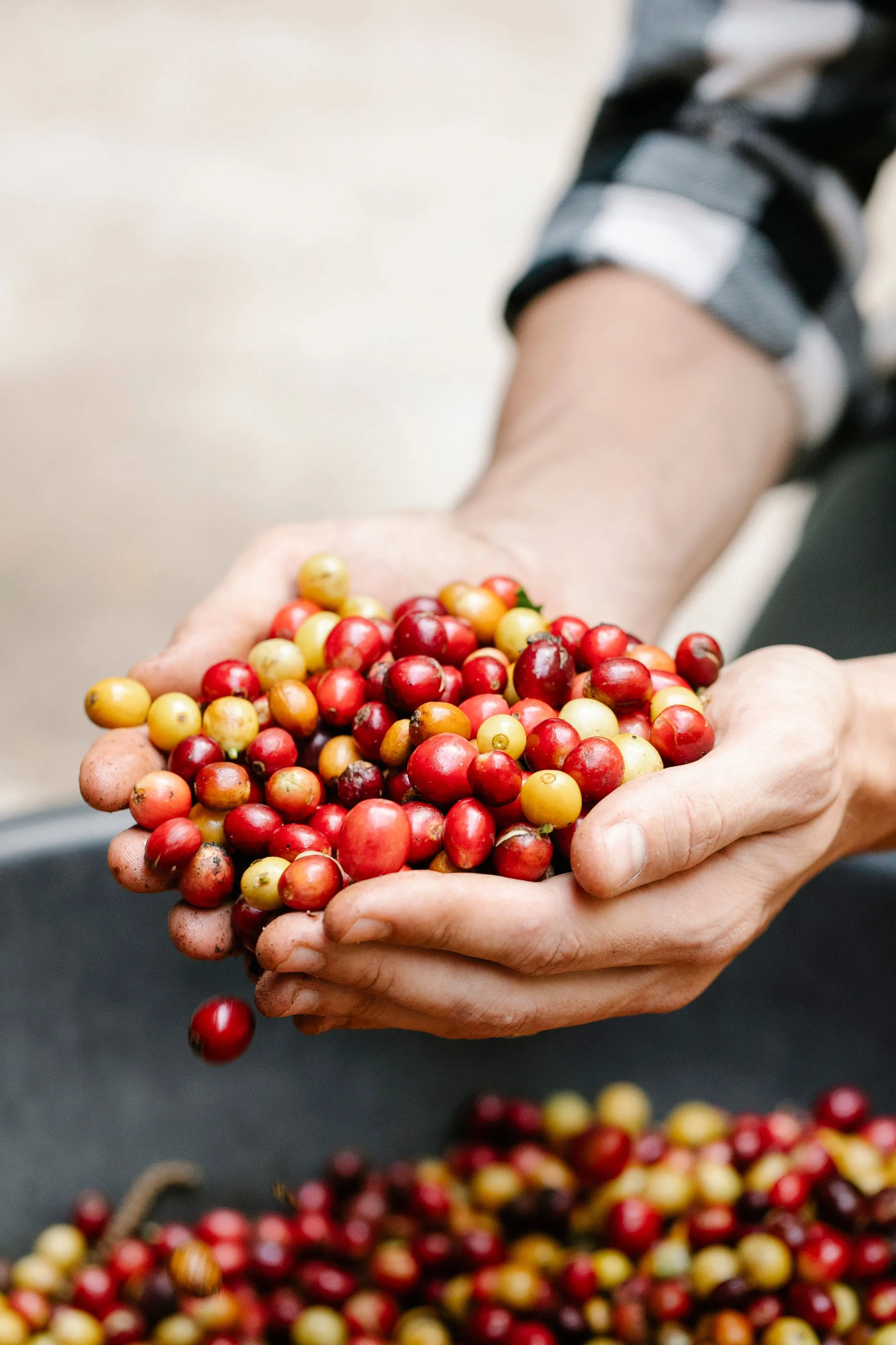 Manos mostrando frutos de café cosechados