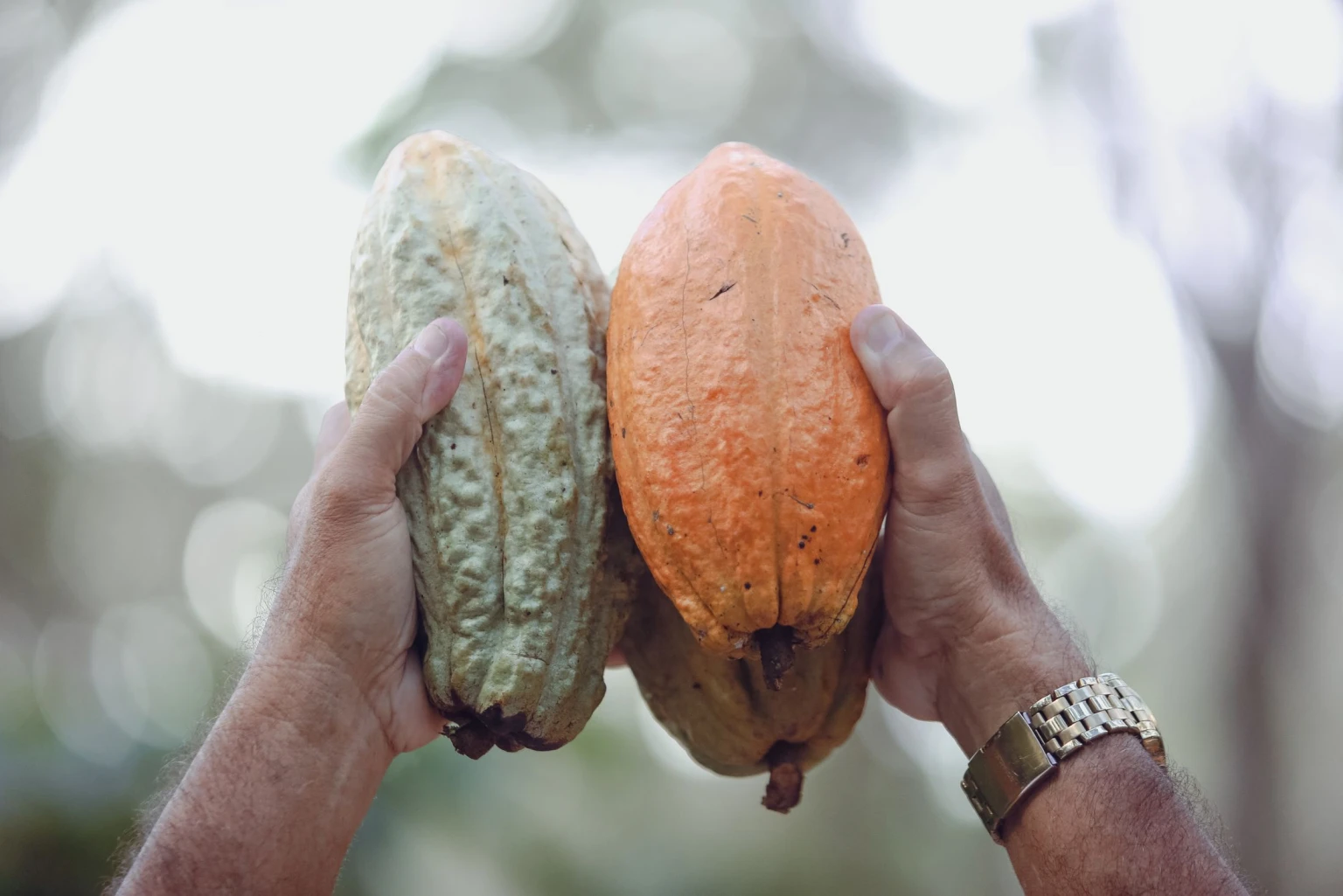 Manos de un trabajador del campo sosteniendo mazorcas de cacao maduras
