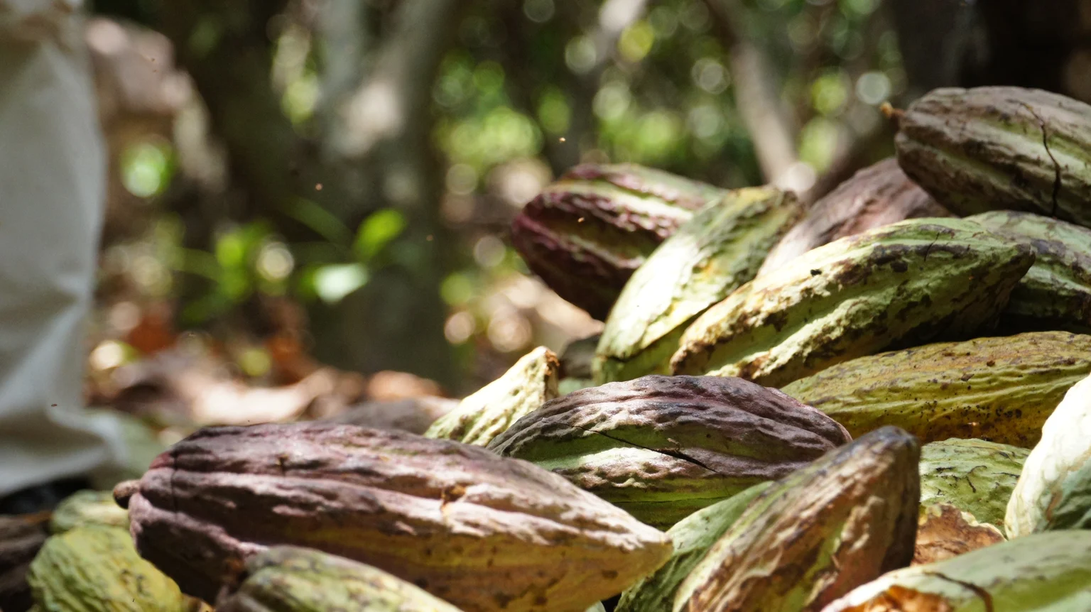 Mazorcas de cacao criollo en Colombia