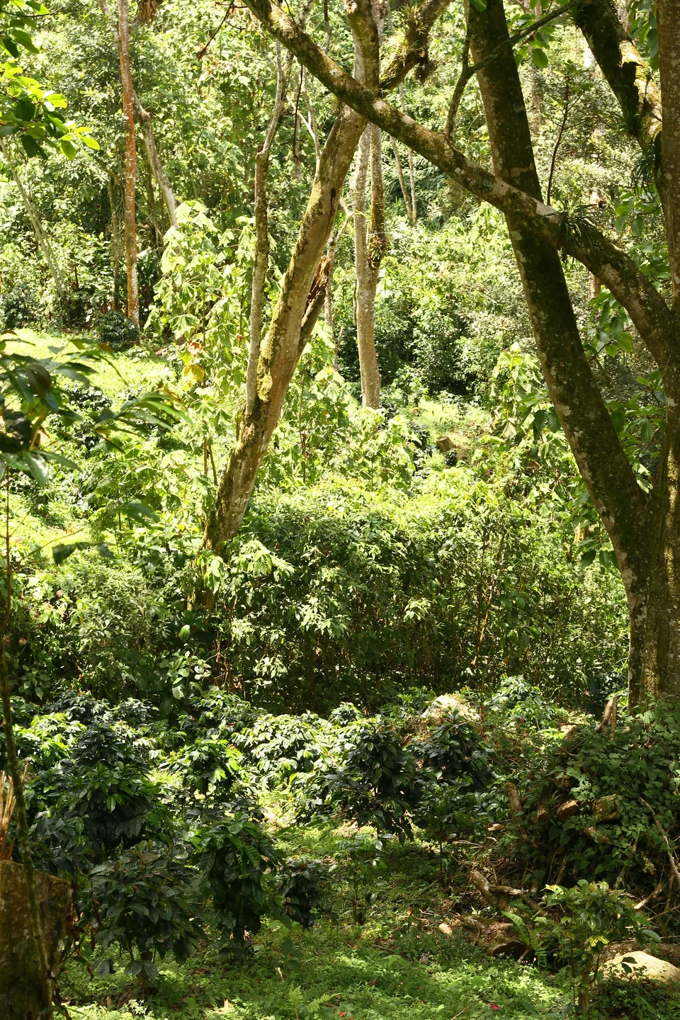 Cultivo de café en Cachipay, Colombia