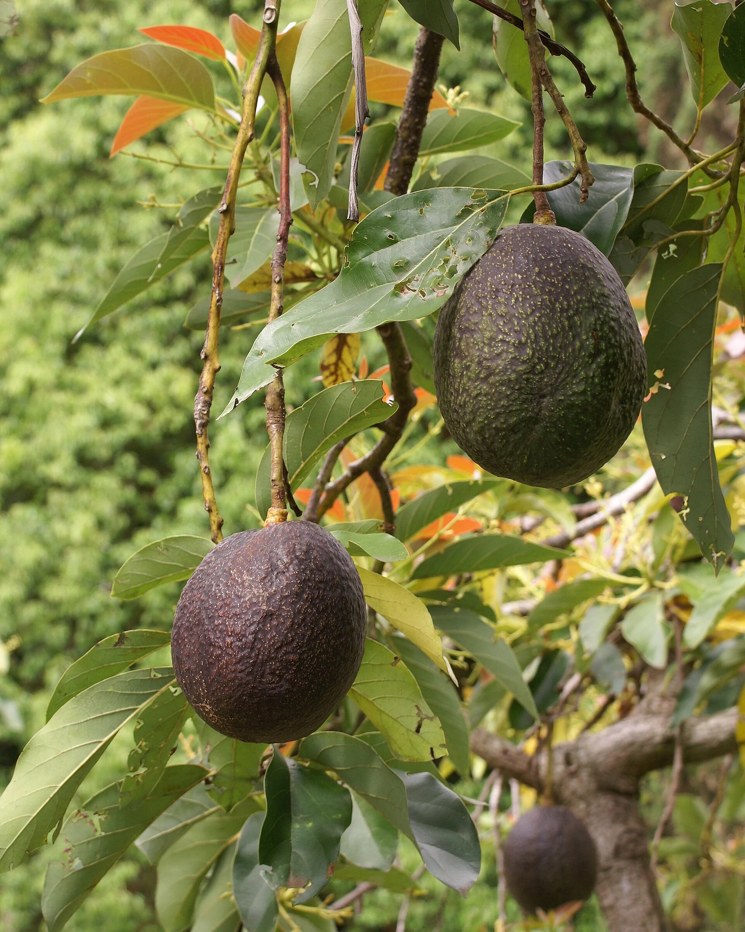 Aguacates en el árbol entre las hojas del cultivo